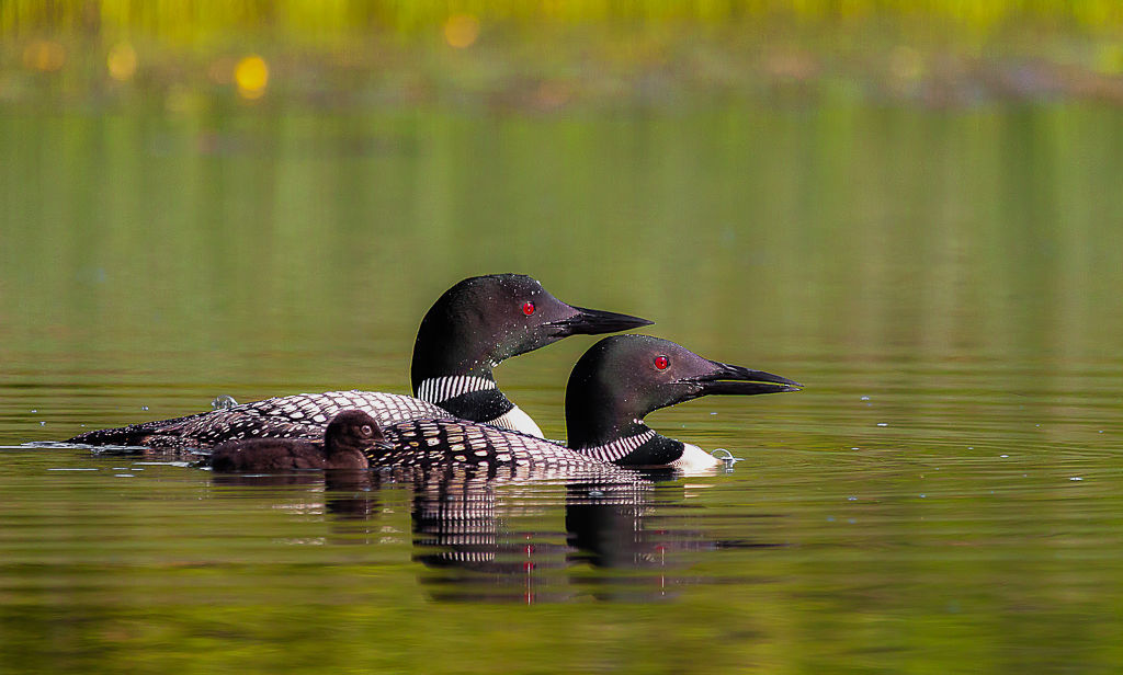 Kelly Marquardt: Loon Family